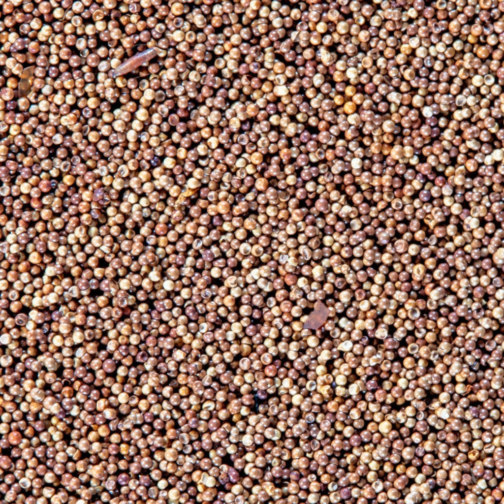 San Francisco Bay Brand Brine Shrimp Eggs Live Fish Food 1ea/6 g