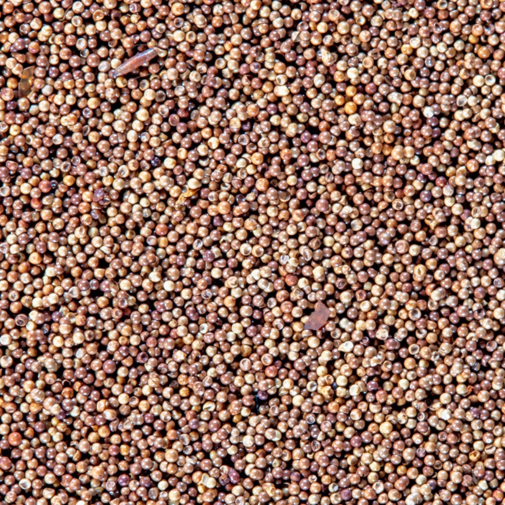 San Francisco Bay Brand Brine Shrimp Eggs Live Fish Food 1ea/6 g