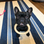 Nylabone Power Chew Ring Dog Chew Toy Original, 1ea/Large/Giant  Up To 50 Lbs. 1 ct