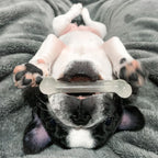 Nylabone Moderate Chew Chicken Chew Toy Chicken, 1ea/SMall/Regular  Up To 25 Ibs. 1 ct