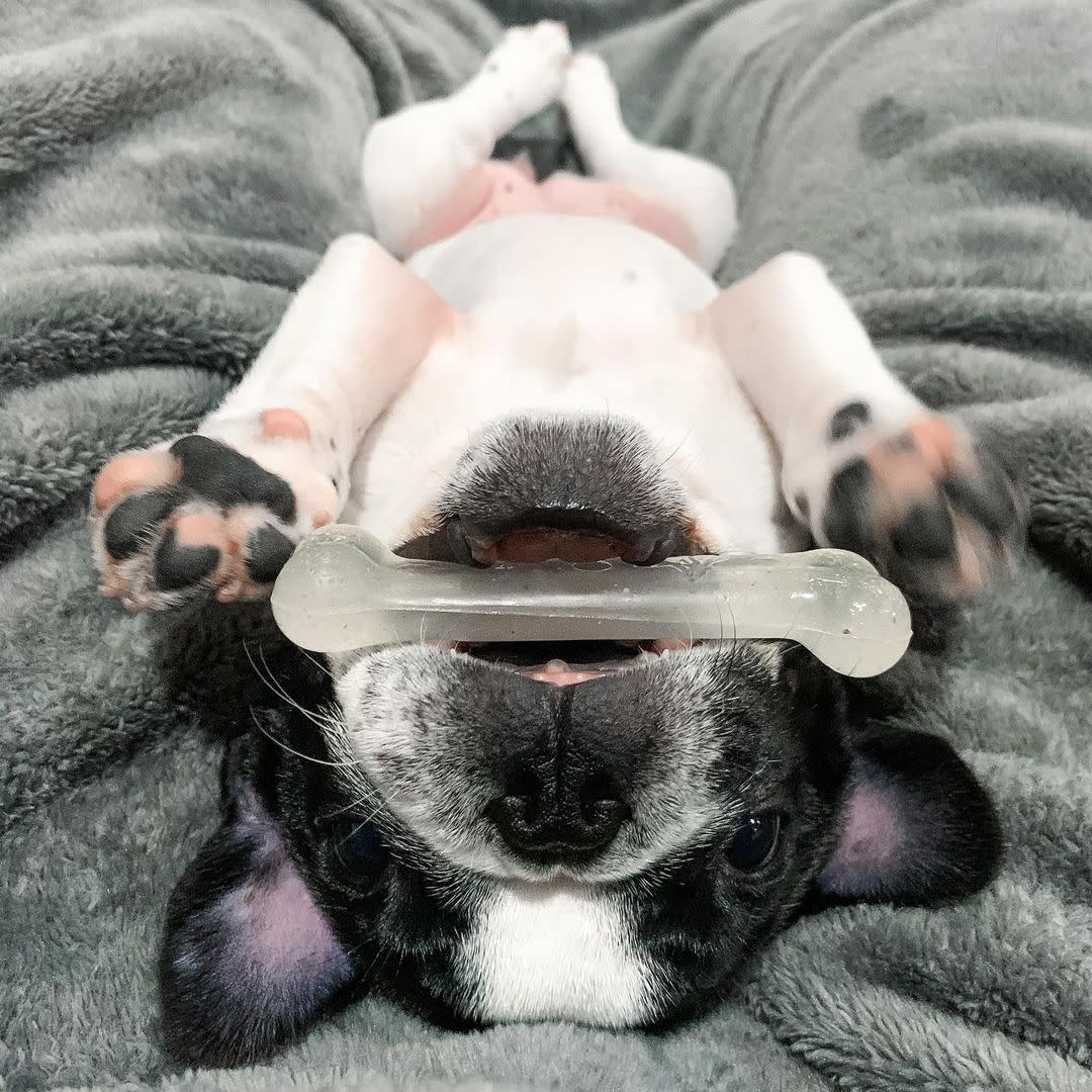 Nylabone Moderate Chew Chicken Chew Toy Chicken, 1ea/SMall/Regular  Up To 25 Ibs. 1 ct