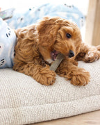 Nylabone Moderate Chew Chicken Chew Toy Chicken, 1ea/Medium/Wolf  Up To 35 Lbs. 1 ct