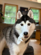 Nylabone Power Chew Dental Dinosaur Dog Toy Chicken, White, 1ea/Large/Giant  Up To 50 Lbs. 1 ct