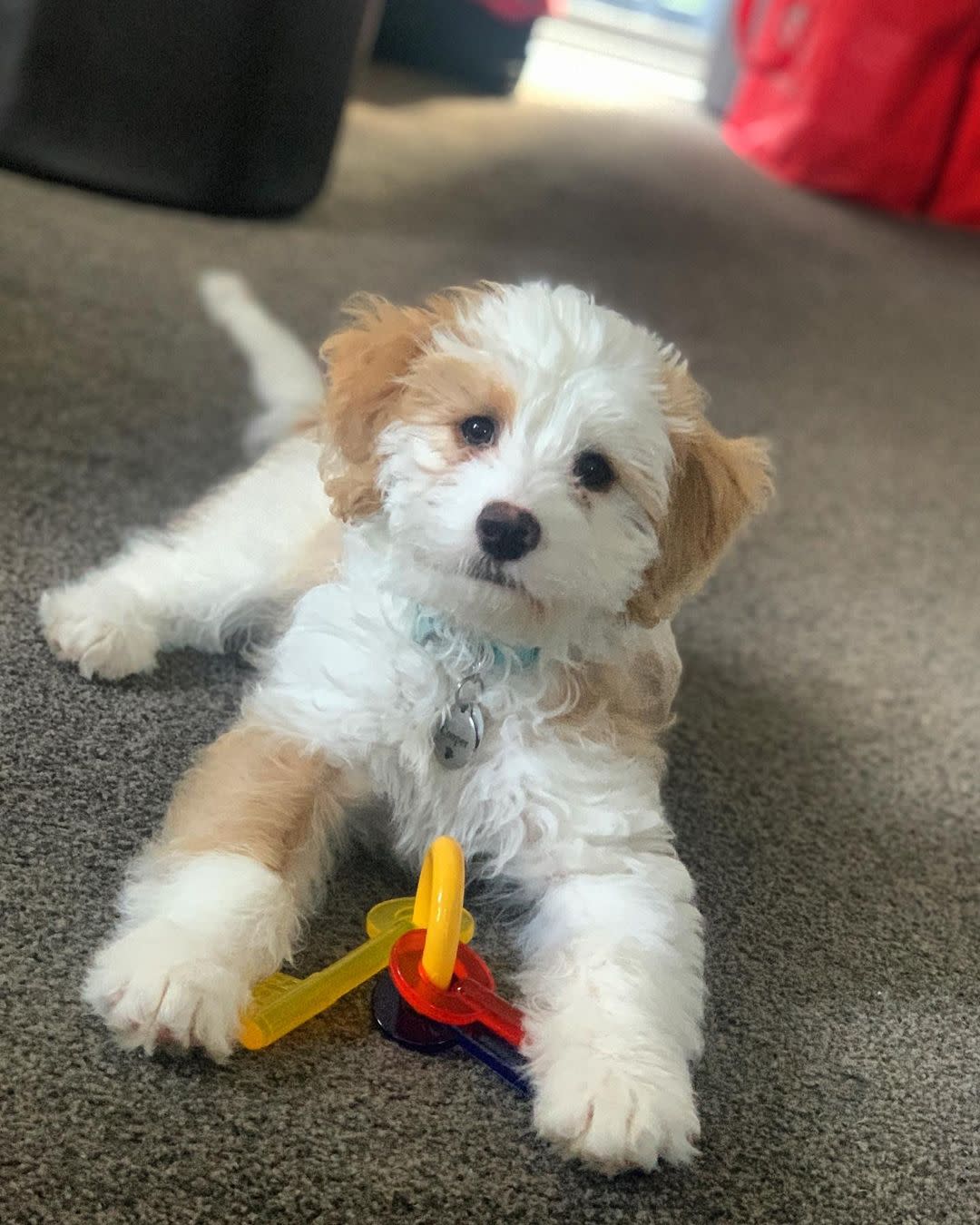 Nylabone Just for Puppies Teething Chew Toy Keys Bacon, 1ea/XS/Petite  Up To 15 Lbs. 1 ct