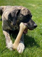 Nylabone Power Chew Monster Bone Big Dog Chew Toy Chicken, 1ea/XXL/Monster  50 Lbs. 1 ct