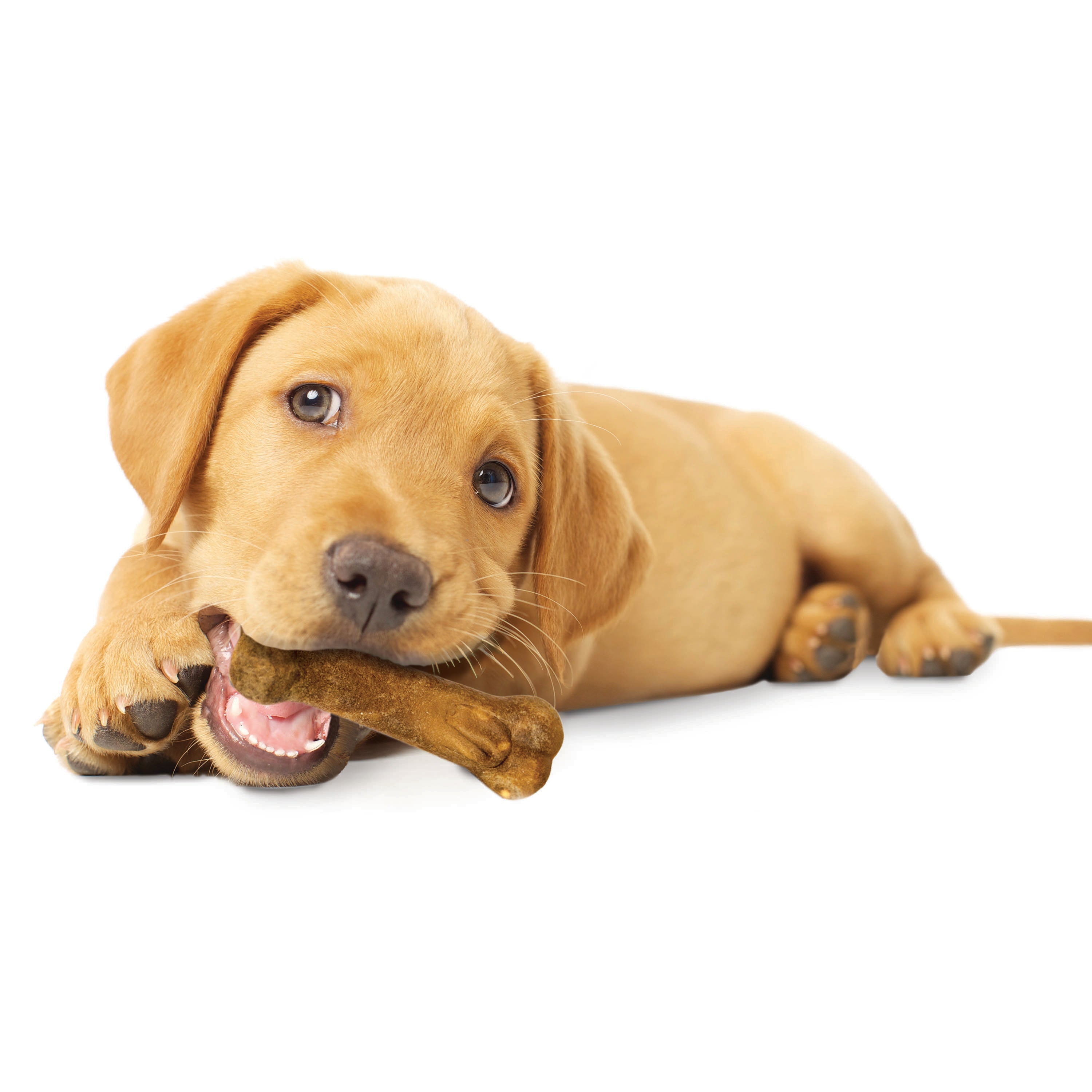 Nylabone Healthy Edibles AllNatural Long Lasting Puppy Chew Treats Lamb  Apple, 1ea/SMall/Regular  Up To 25 Ibs. 3 ct