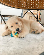 Nylabone Puppy Power Chew Puppy Teething Rings Bacon, 1ea/SMall/Regular  Up To 25 Ibs. 1 ct