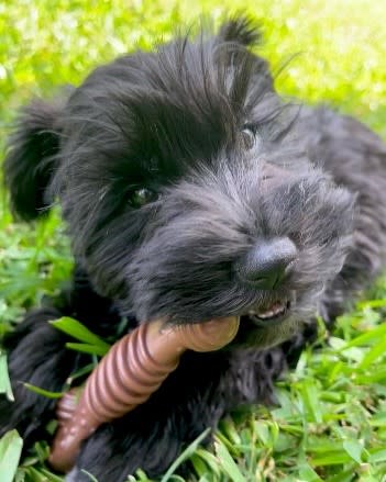 Nylabone Flavor Frenzy Power Chew Durable Dog Chew Toy Flavor Medley, 1ea/Medium/Wolf  Up To 35 Lbs. 1 ct