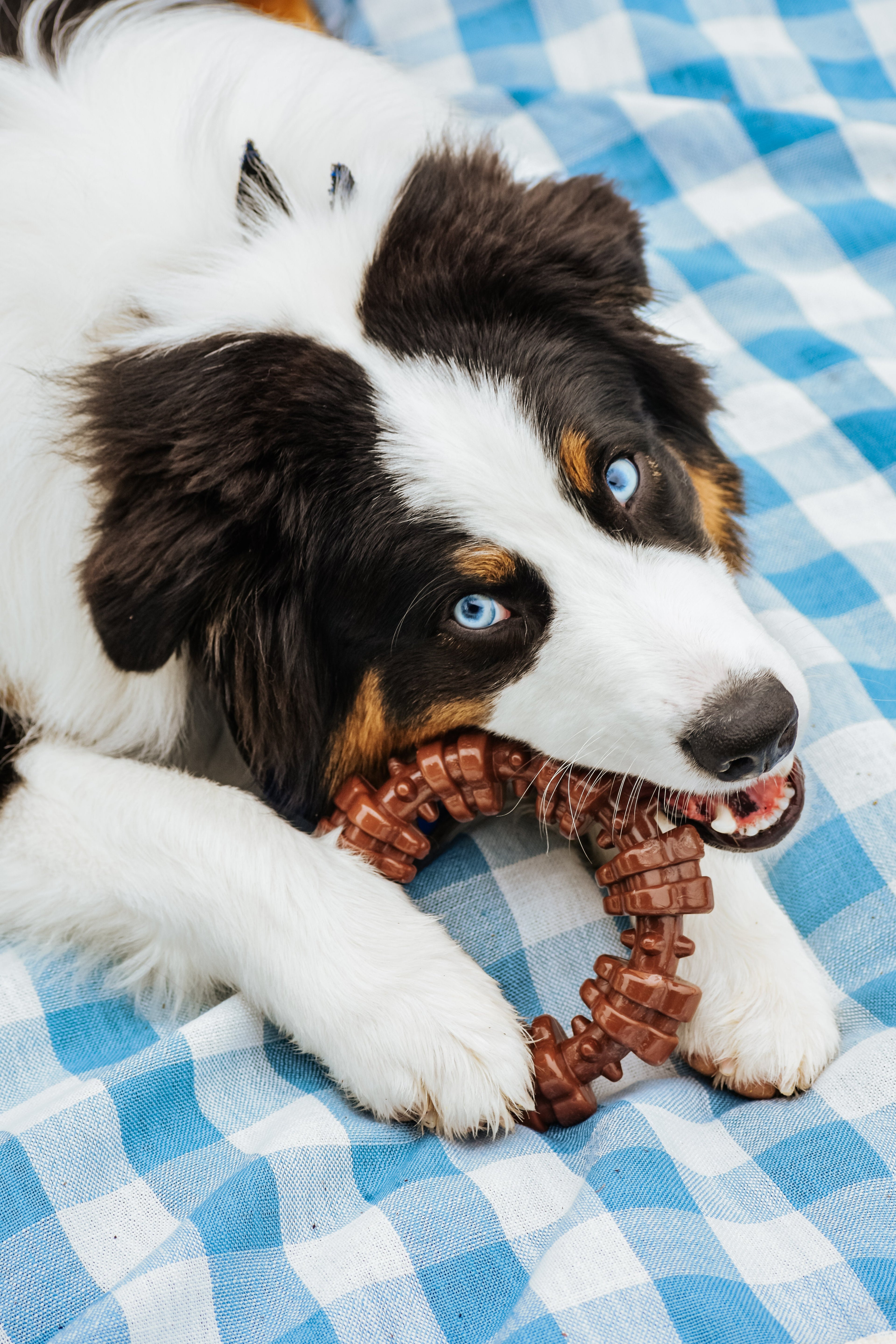 Nylabone Power Chew Textured Dog Ring Toy Flavor Medley, 1ea/XL/Souper  50 Lbs. 1 ct