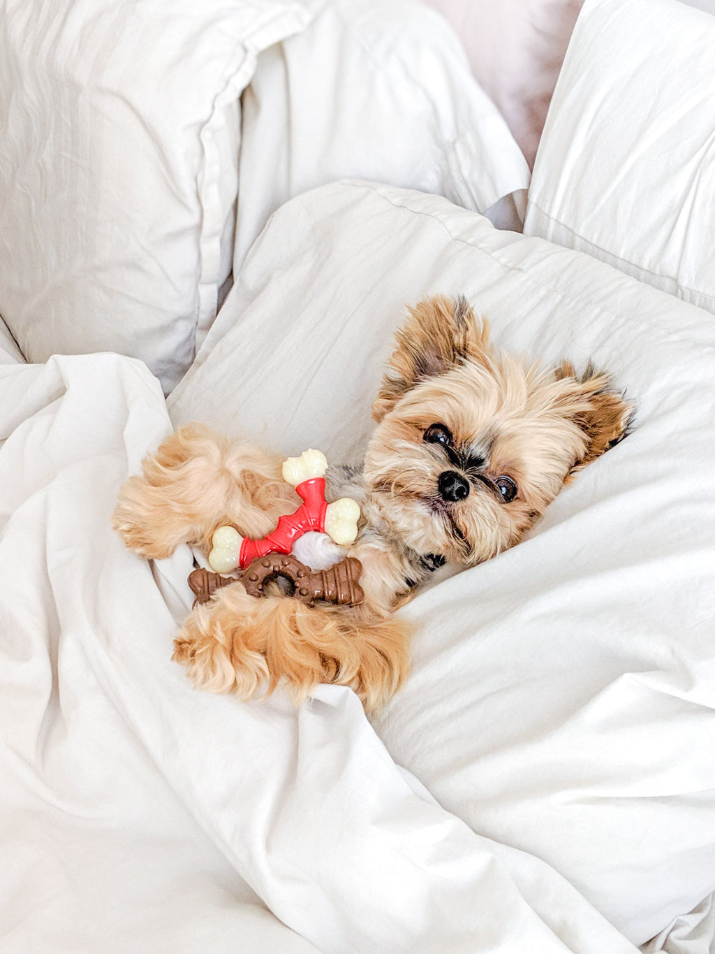 Nylabone Power Chew Double Bone Bacon Dog Chew Toy Bacon, 1ea/XS/Petite  Up To 15 Lbs. 1 ct