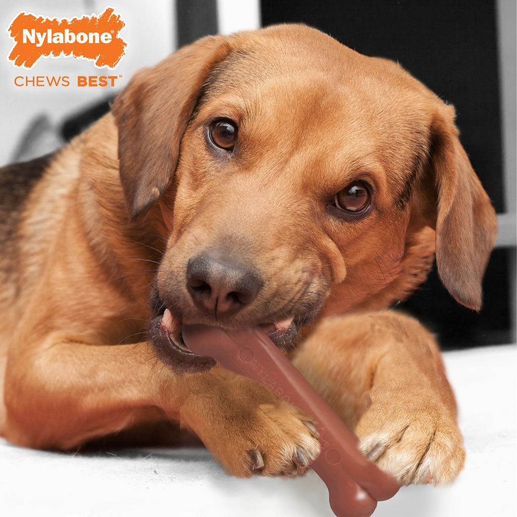 Nylabone Power Chew Bacon  Chicken Durable Dog Chew Toy Pack Bacon  Chicken, 1ea/Medium/Wolf  Up To 35 Lbs. 2 ct