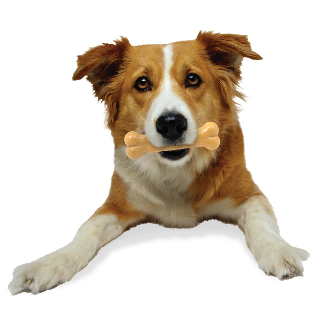 Nylabone Power Chew Dog Toy Peanut Butter, 1ea/Medium/Wolf  Up To 35 Lbs. 1 ct