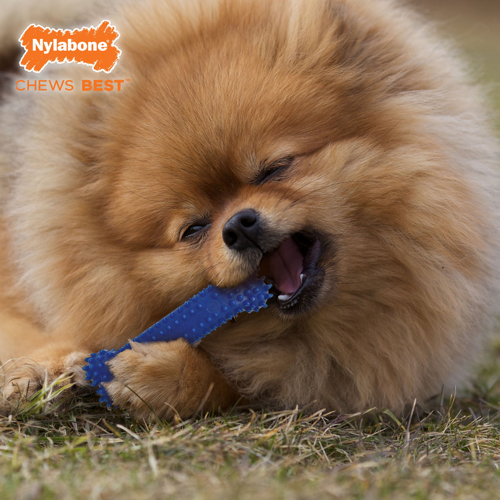 Nylabone Healthy Edibles and Flexi Chew Value Pack Chicken  Bacon, 1ea/SMall/Regular  Up To 25 Ibs. 3 ct