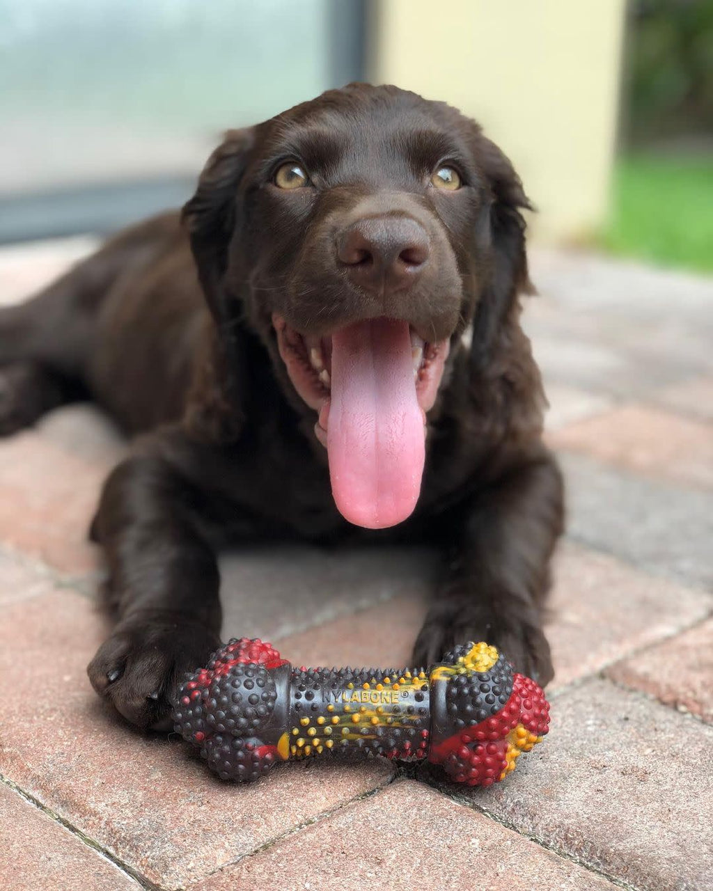 Nylabone Flavor Frenzy Strong Chew Dog Toy Bacon Cheeseburger, 1ea/SMall/Regular  Up To 25 Ibs. 1 ct