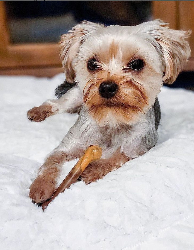 Nylabone Power Chew Flavor Frenzy Durable Dog Chew Toys Twin Pack Bacon Cheeseburger  Apple Pie, 1ea/SMall/Regular  Up To 25 Ibs. 2 ct