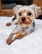 Nylabone Power Chew Flavor Frenzy Durable Dog Chew Toys Twin Pack Bacon Cheeseburger  Apple Pie, 1ea/SMall/Regular  Up To 25 Ibs. 2 ct