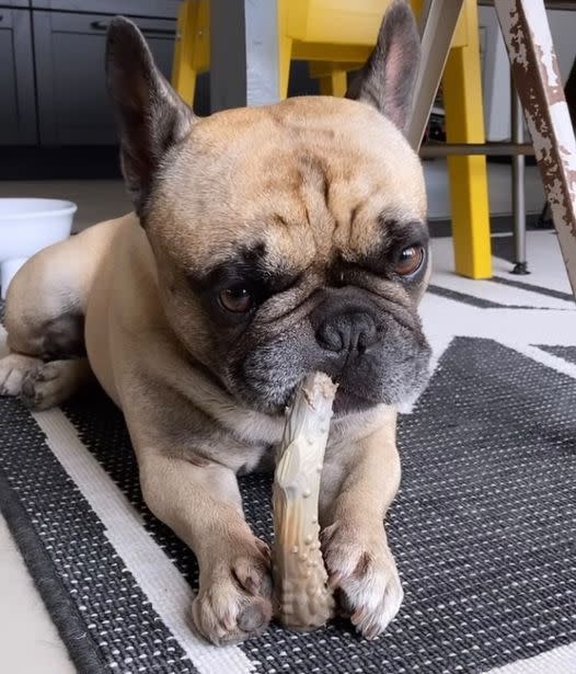 Nylabone Power Chew Antler Dog Chew Alternative Venison, 1ea/Medium/Wolf  Up To 35 Lbs. 1 ct