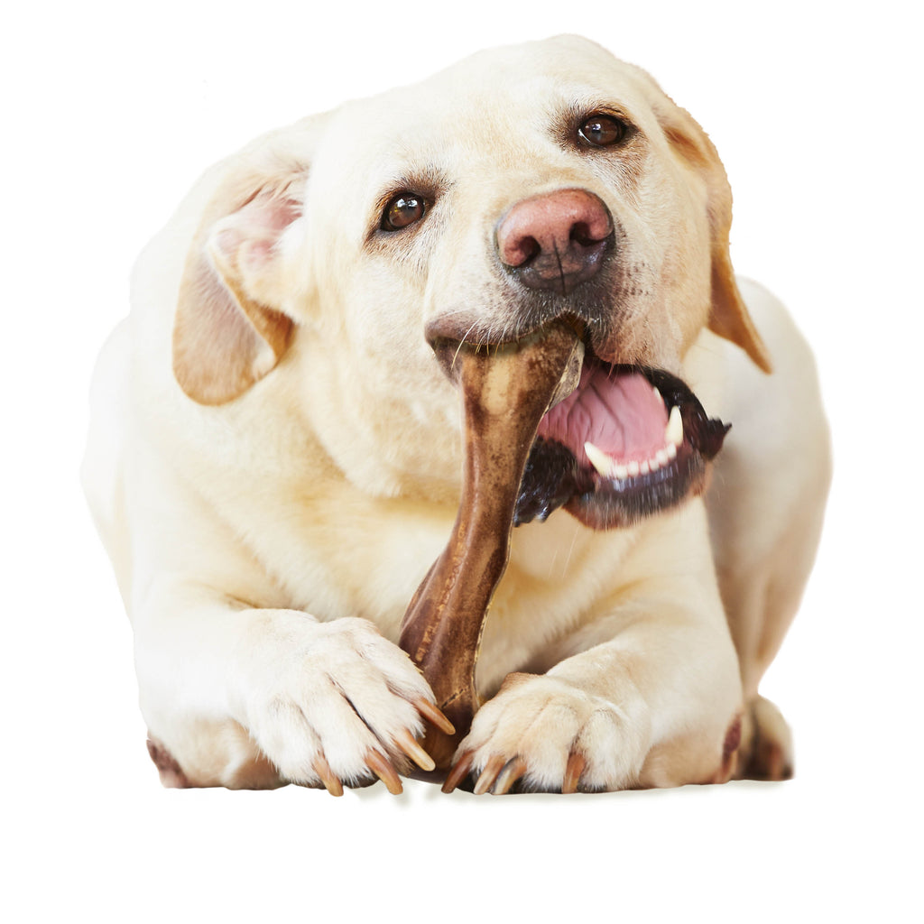 Nylabone Healthy Edibles WILD AllNatural Long Lasting Chew Treats Venison, 1ea/Large/Giant  Up To 50 Lbs. 1 ct