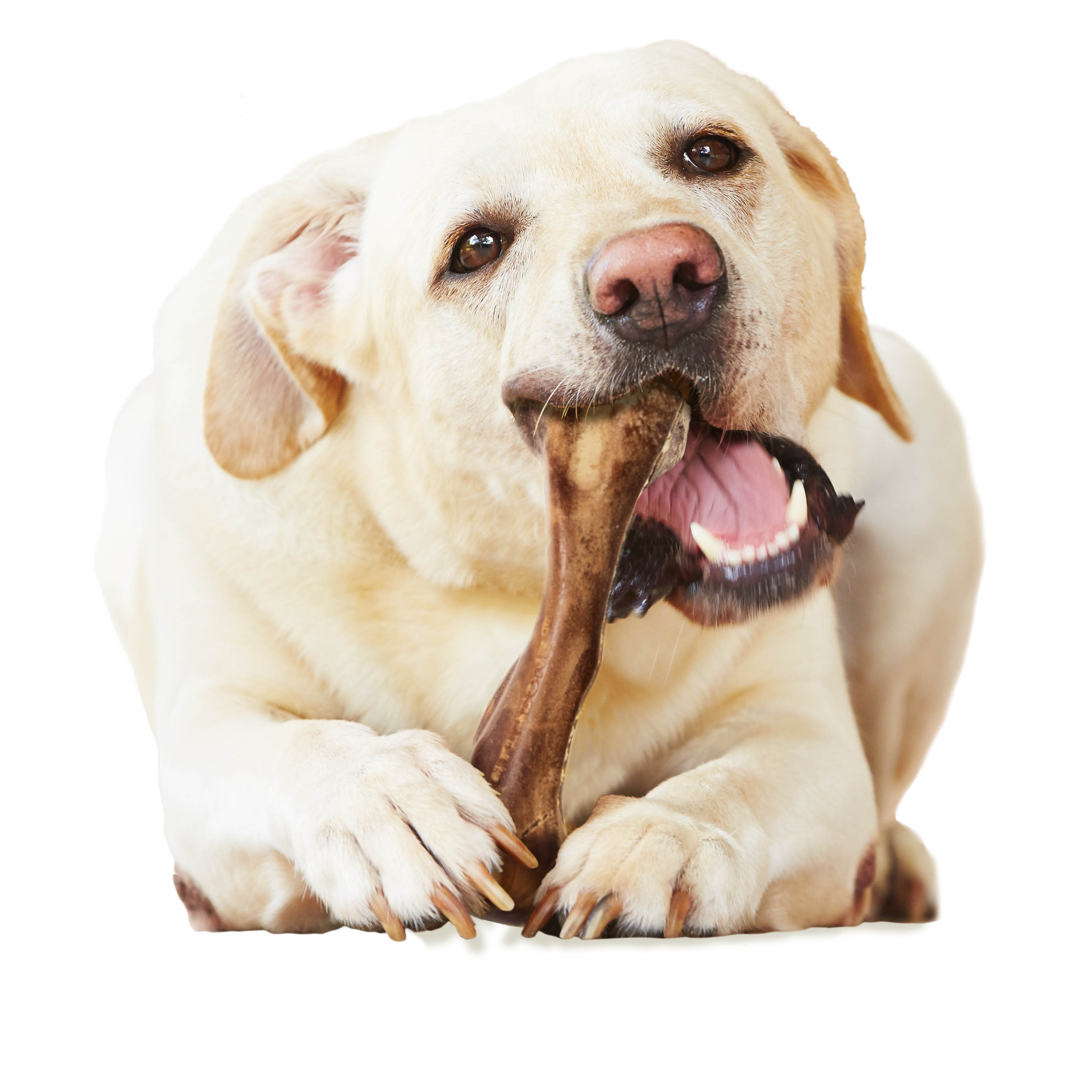 Nylabone Healthy Edibles WILD AllNatural Long Lasting Chew Treats Venison, 1ea/Large/Giant  Up To 50 Lbs. 1 ct