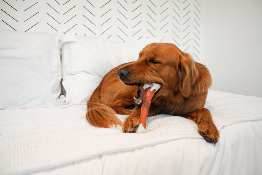 Nylabone Power Chew Femur Dog Bone Alternative Beef, 1ea/Large/Giant  Up To 50 Lbs. 1 ct