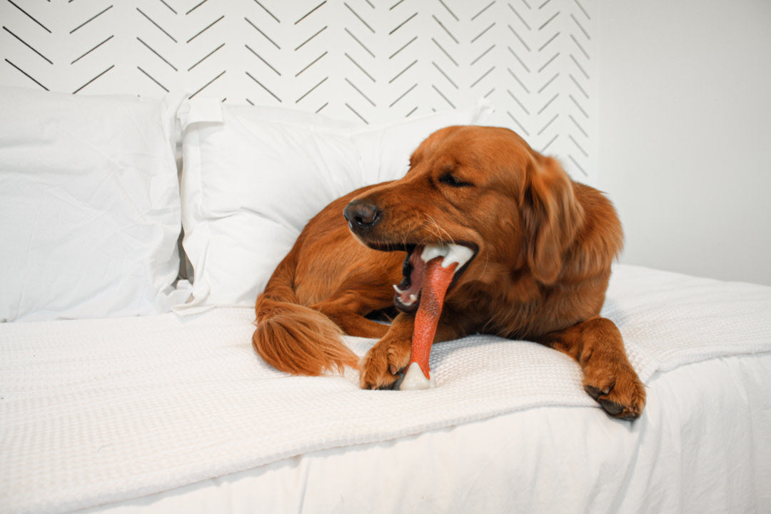 Nylabone Power Chew Femur Dog Bone Alternative Beef, 1ea/Large/Giant  Up To 50 Lbs. 1 ct