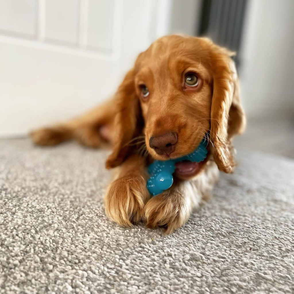 Nylabone Puppy Chew Comfort Hold X Bone Dog Toy Beef, 1ea/XS/Petite  Up To 15 Lbs. 1 ct