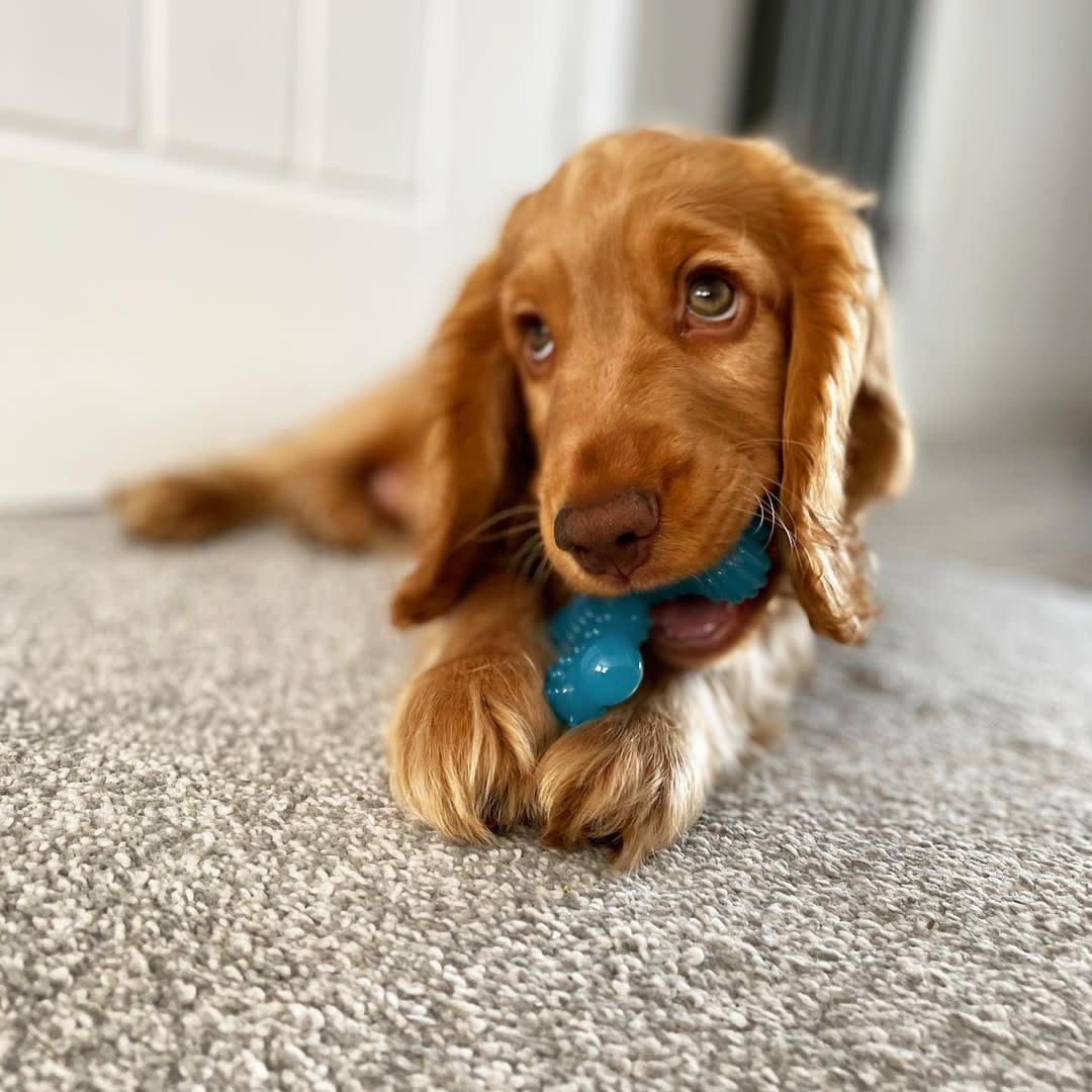 Nylabone Puppy Chew Comfort Hold X Bone Dog Toy Beef, 1ea/XS/Petite  Up To 15 Lbs. 1 ct