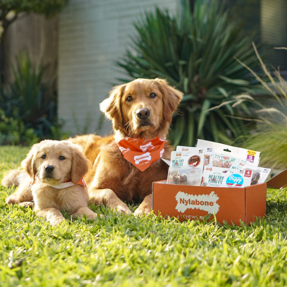 Nylabone Healthy Edibles WILD AllNatural Long Lasting Chew Treats Bison, 1ea/SMall/Regular  Up To 25 Ibs. 16 ct