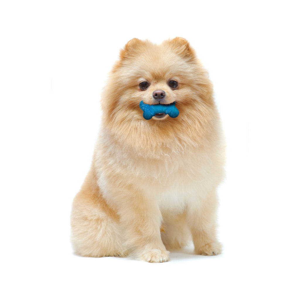 Nylabone Moderate Chew FlexiChew Bone Peanut Butter  Bacon, Orange  Blue, 1ea/XXS/Tiny  Up To 8 Lbs. 2 ct