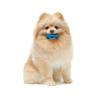 Nylabone Moderate Chew FlexiChew Bone Peanut Butter  Bacon, Orange  Blue, 1ea/XXS/Tiny  Up To 8 Lbs. 2 ct