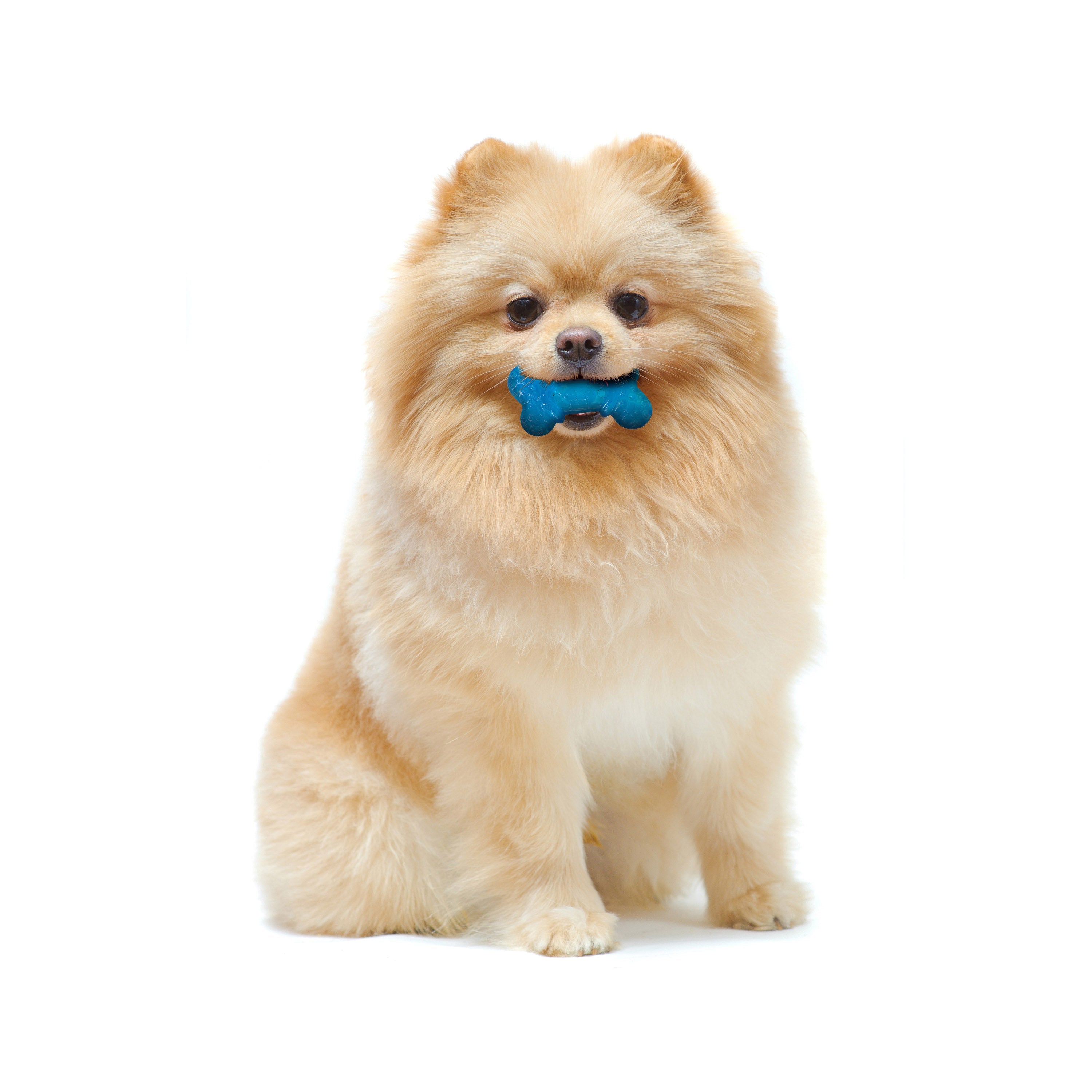 Nylabone Moderate Chew FlexiChew Bone Peanut Butter  Bacon, Orange  Blue, 1ea/XXS/Tiny  Up To 8 Lbs. 2 ct