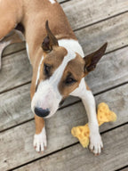 Nylabone Power Chew Cheese Dog Toy Cheese, 1ea/Medium/Wolf  Up To 35 Lbs. 1 ct