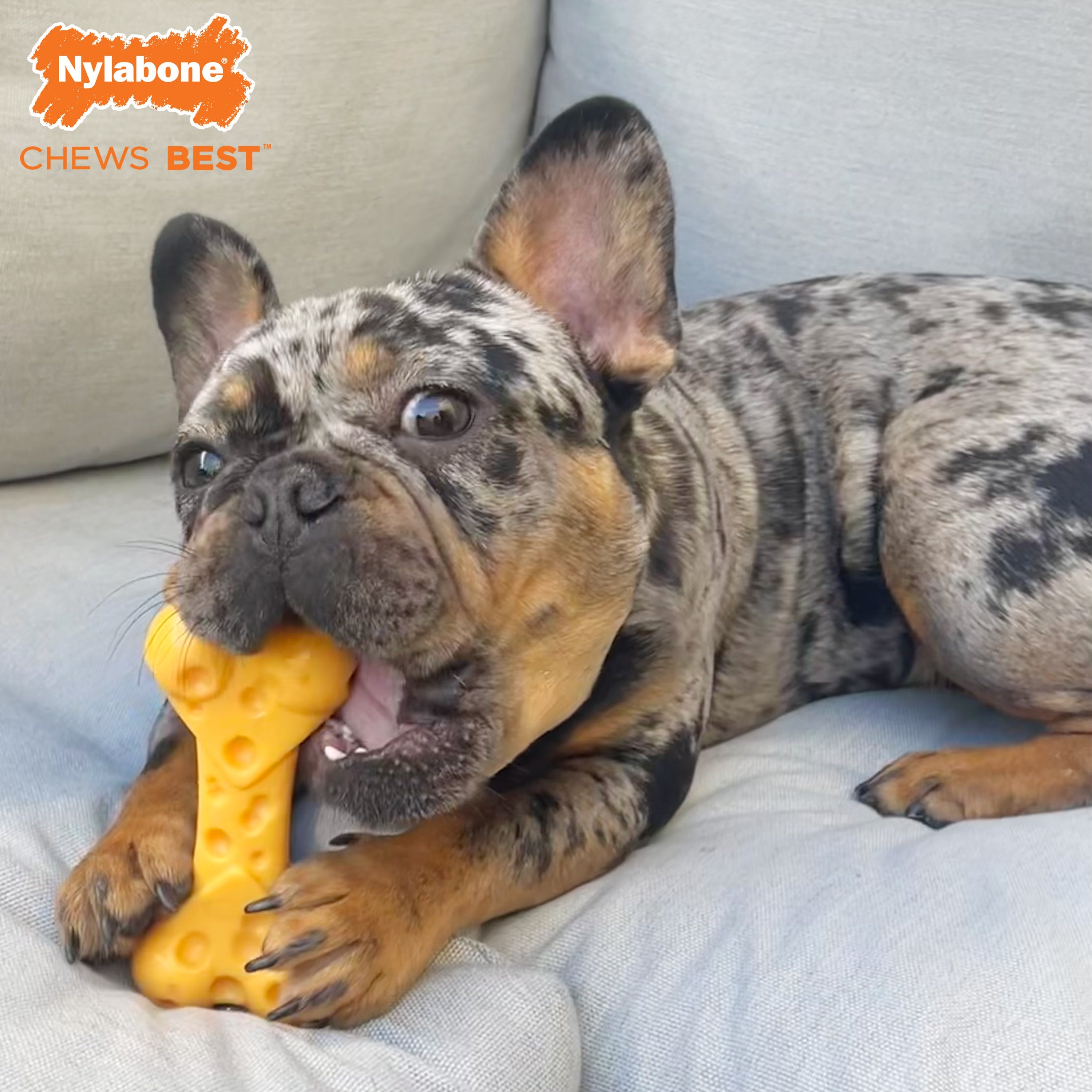Nylabone Power Chew Cheese Dog Toy Cheese, 1ea/XL/Souper  50 Lbs. 1 ct