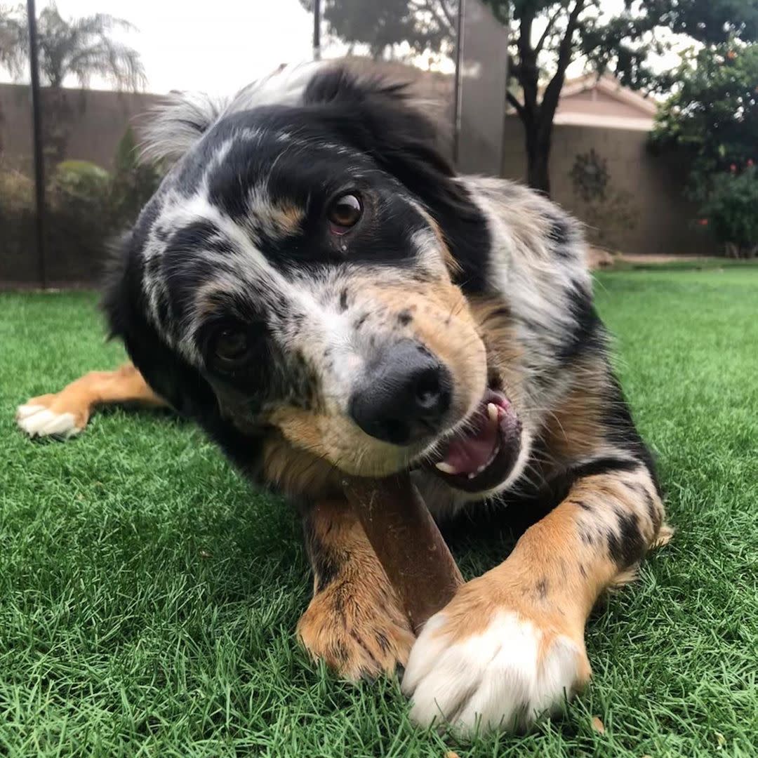 Nylabone Healthy Edibles All-Natural Long Lasting Bacon Chew Treats Bacon 1ea/XL/Souper - 50+ lb