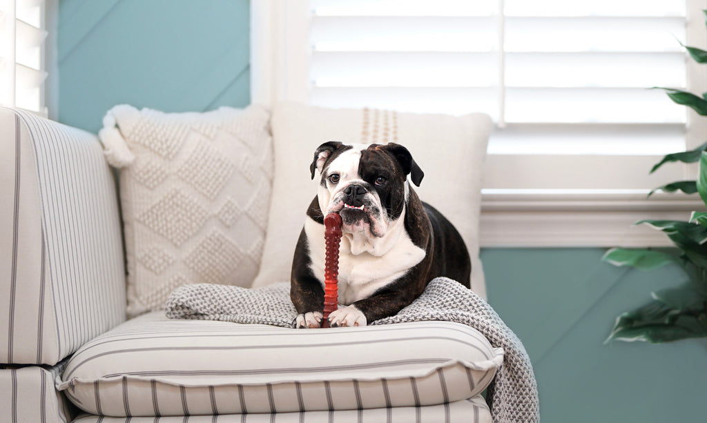 Nylabone Flavor Frenzy Power Chew Durable Dog Chew Toy Beef Jerky, 1ea/XL/Souper  50 Lbs. 1 ct