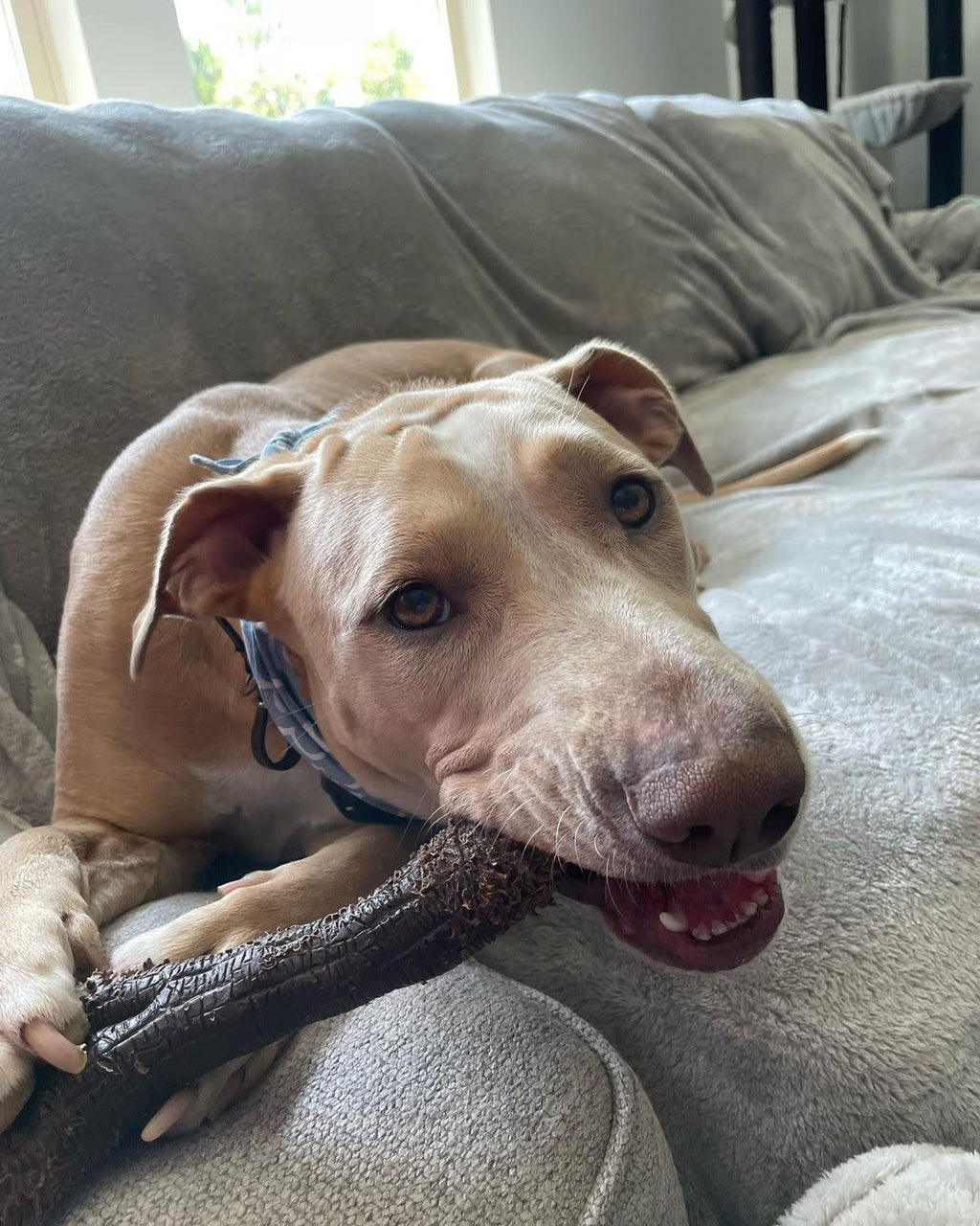 Nylabone Strong Chew Real Wood Dog Stick Toy 1ea/XL/Souper  50 Lbs. 1 ct