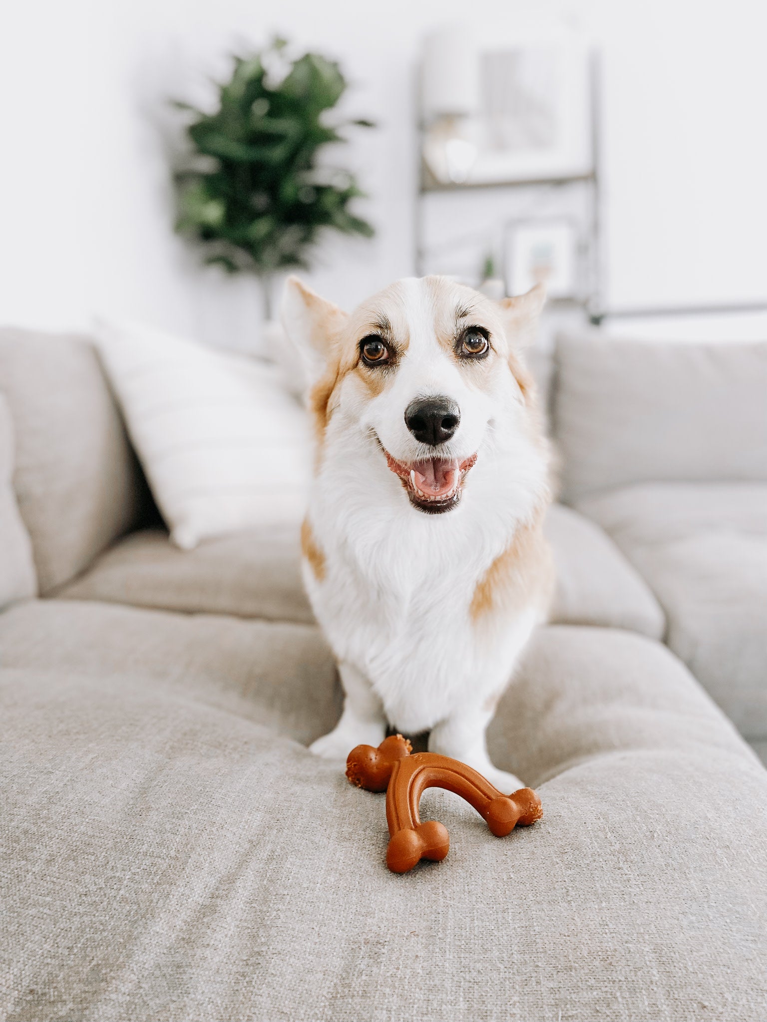 Nylabone Ergonomic Hold  Chew Wishbone Power Chew Durable Dog Toy Bison, 1ea/SMall/Regular  Up To 25 Ibs.
