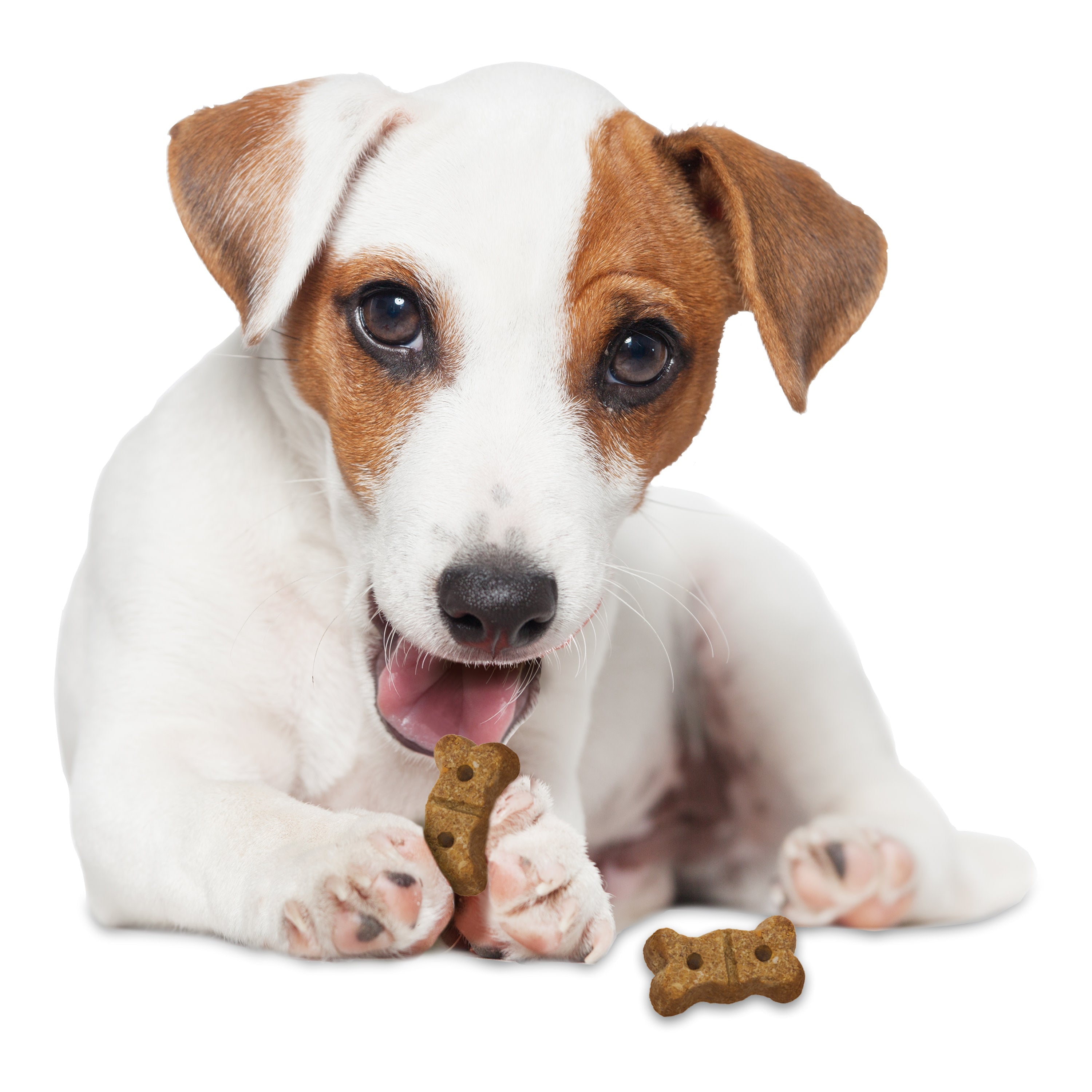 Nylabone Healthy Edibles Biscuits Grain Free Dog Treats Beef & Veggie 1ea/12 oz