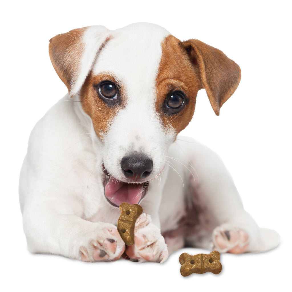 Nylabone Healthy Edibles Biscuits Grain Free Dog Treats Peanut Butter & Apple 1ea/12 oz