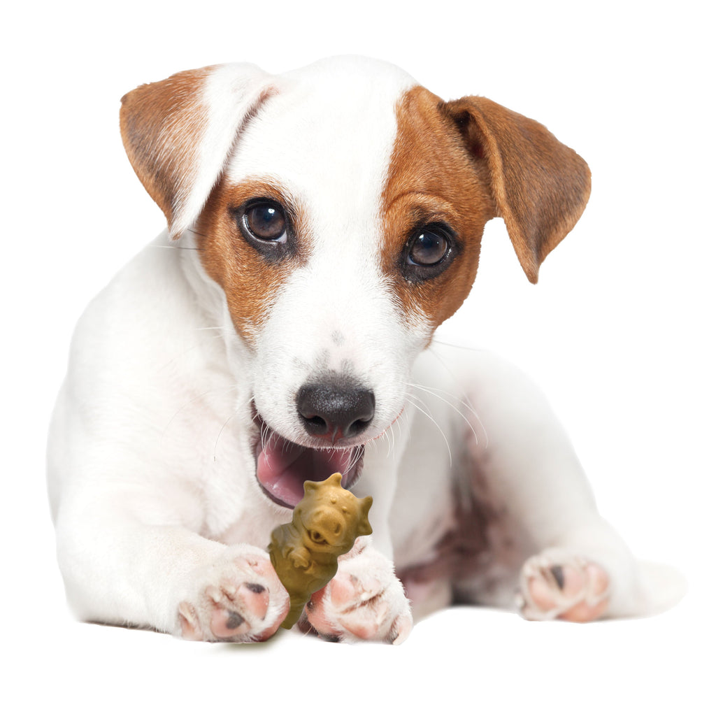 Nylabone Healthy Edibles AllNatural Long Lasting Puppy Chew Treats Lamb  Apple, 1ea/SMall/Regular  Up To 25 Ibs. 12 ct