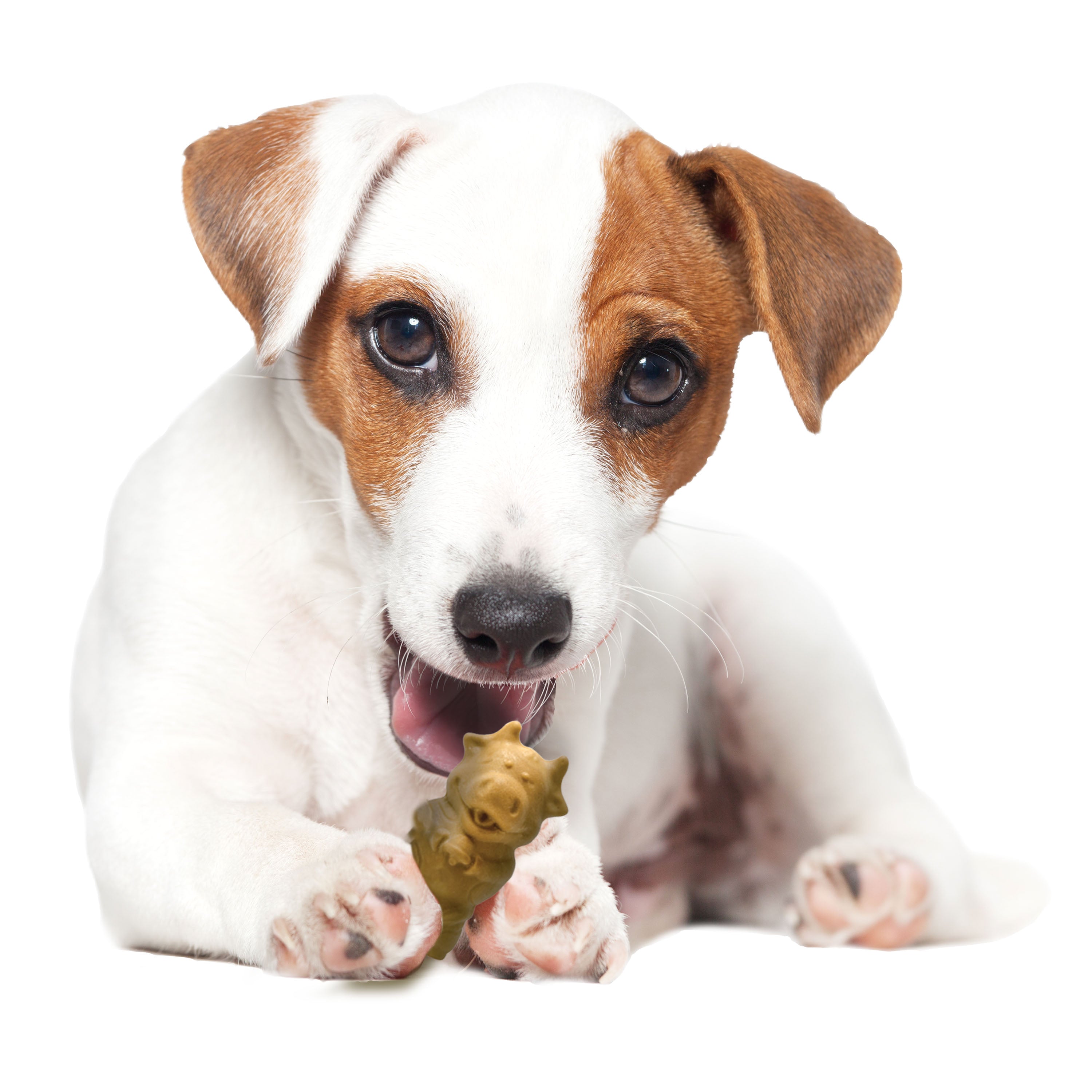 Nylabone Healthy Edibles AllNatural Long Lasting Puppy Chew Treats Lamb  Apple, 1ea/SMall/Regular  Up To 25 Ibs. 12 ct