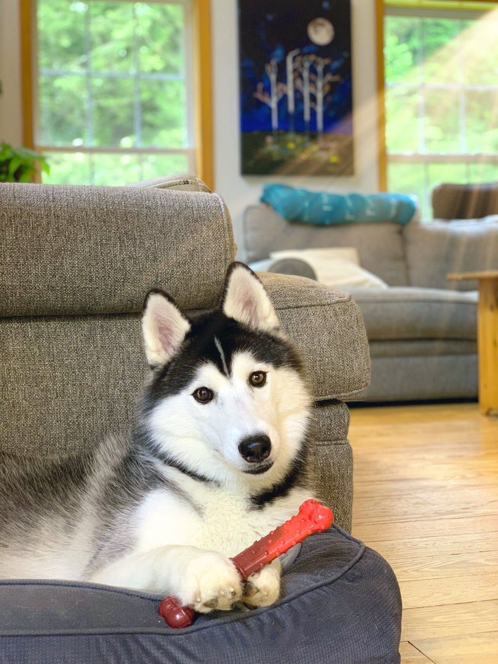 Nylabone Flavor Frenzy Power Chew Durable Dog Chew Toy Beef Jerky, 1ea/Large/Giant  Up To 50 Lbs. 1 ct