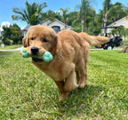 Nylabone Just for Puppies Double Action Bone Puppy Dog Teething Chew Toy Peanut Butter  Banana, 1ea/Medium/Wolf  Up To 35 Lbs. 1 ct