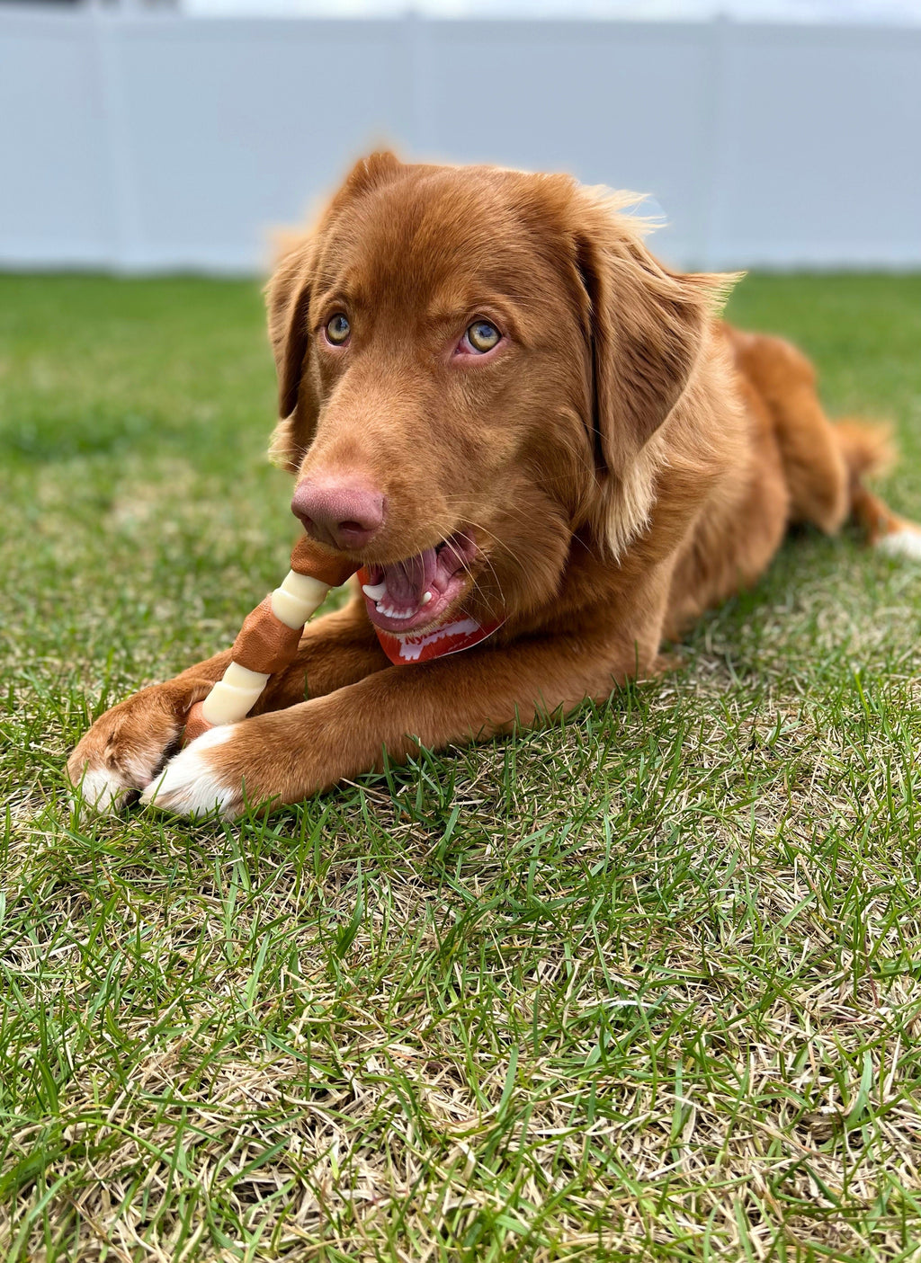 Nylabone Power Chew Shish Kabob Alternative Nylon Chew Toy Chicken Jerky, 1ea/Large/Giant  Up To 50 Lbs. 1 ct