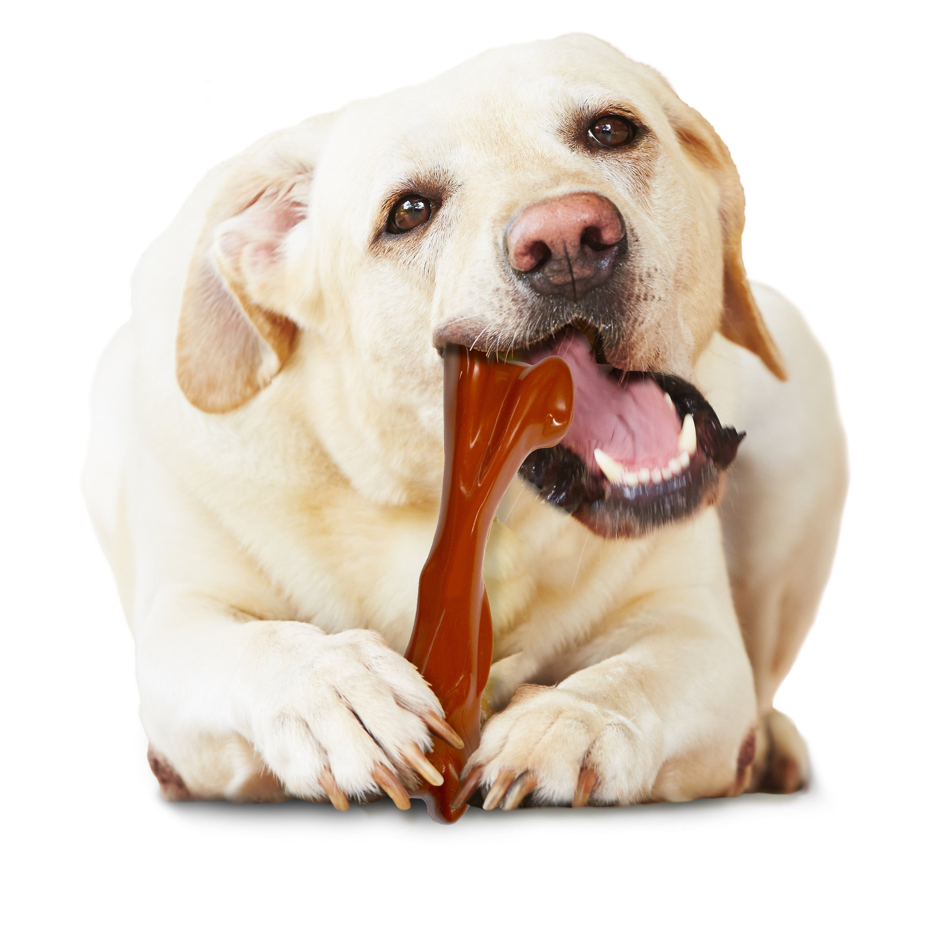 Nylabone Power Chew Bison Bone Alternative Nylon Chew Toy Bison, 1ea/Large/Giant  Up To 50 Lbs. 1 ct