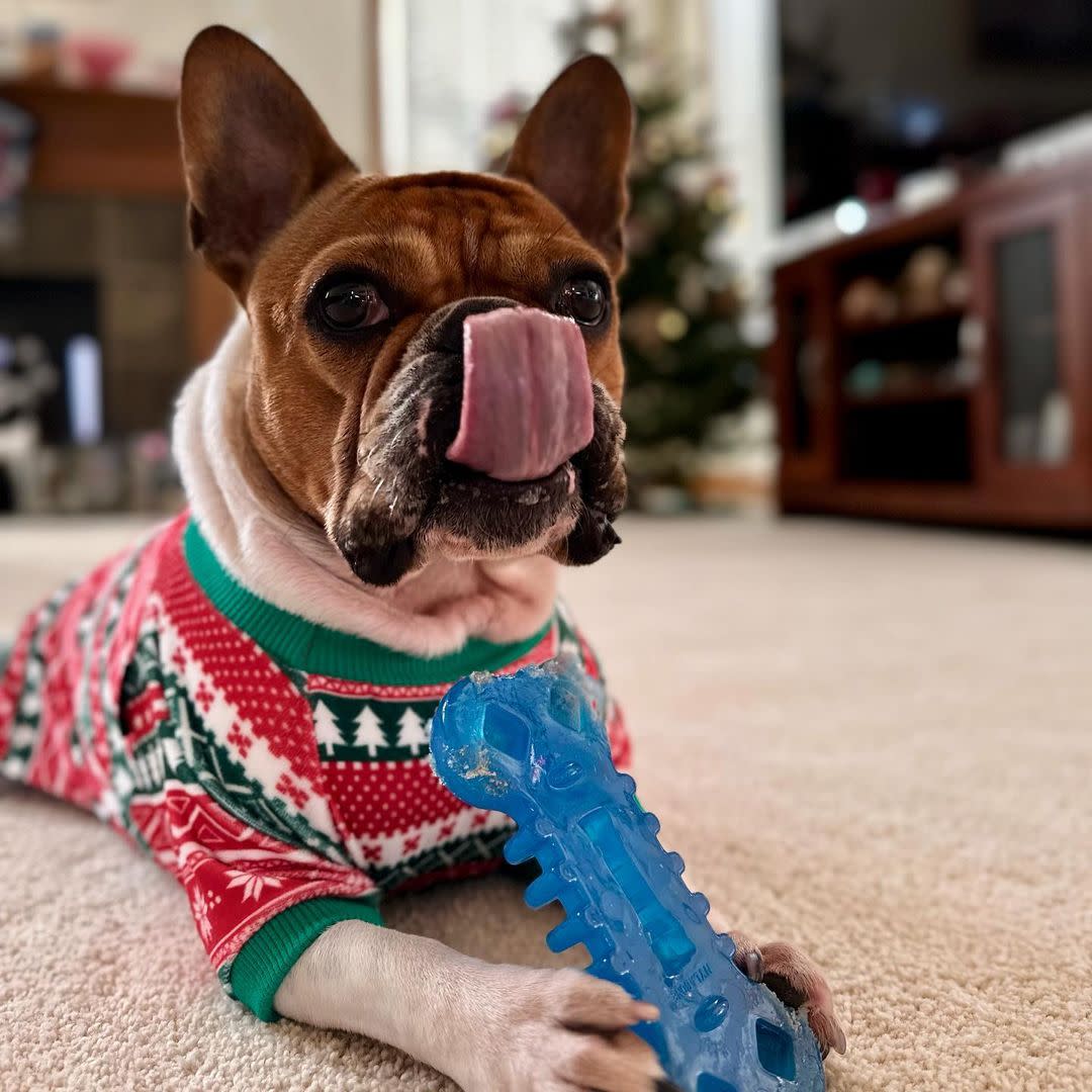 Nylabone Flexi Chew Chill  Chew Toy with Treat Pockets Chicken, Blue, 1ea/Medium 1 ct