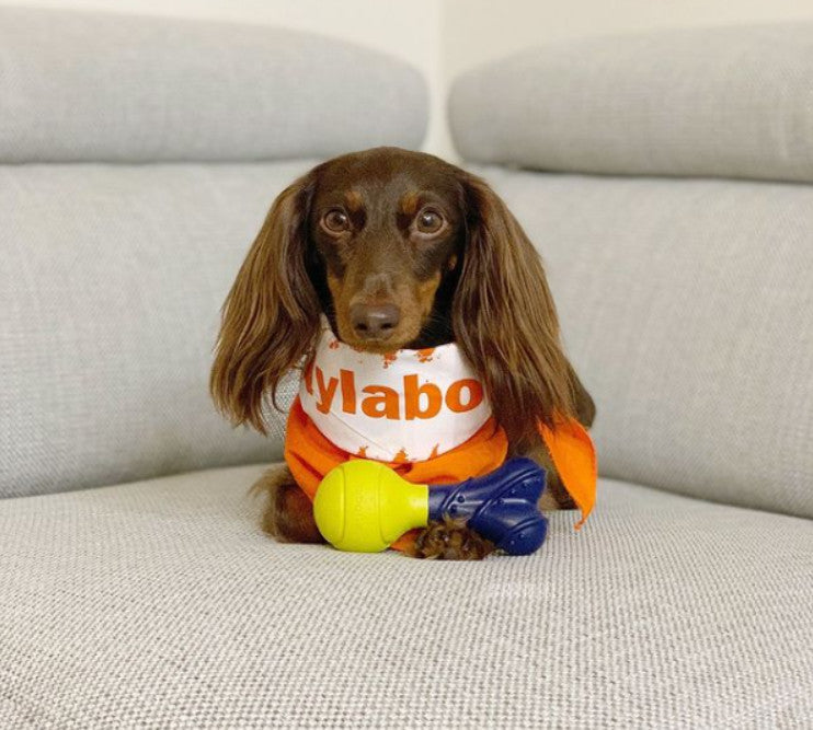 Nylabone Power Play Rubber Dog Toy FetchaBounce 1ea/SMall/Regular  Up To 25 Ibs. 1 ct