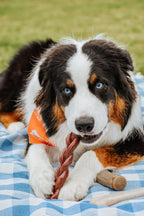Nylabone Power Chew Braided Bully Stick Alternative Chew Toy Beef, 1ea/Large/Giant  Up To 50 Lbs. 1 ct
