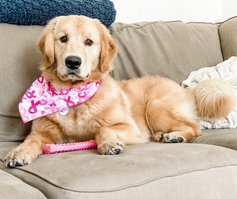 Nylabone Power Chew Breast Cancer Awareness Pink Souper Bone Dog Chew Toy Chicken, 1ea/XL/Souper  50 Lbs. 1 ct