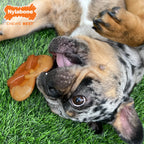 Nylabone Power Chew Pretzel Dog Toy Bacon  Peanut Butter, 1ea/SMall/Regular  Up To 25 Ibs. 1 ct